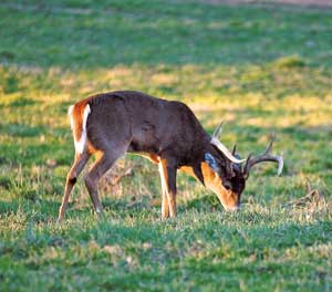 Where the weather is harsh and the soil less than perfect, rye can excel, making it a good choice for a food plot crop under those conditions.