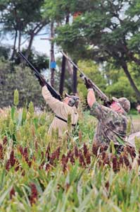 Grain sorghum is an excellent crop for attracting doves and provides a good cover for hunters to use as a blind.