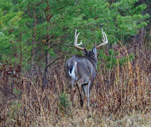 Due to its shade tolerance, Subclover can be planted in pine stands, abandoned logging roads or food plots with trees standing in the plot.